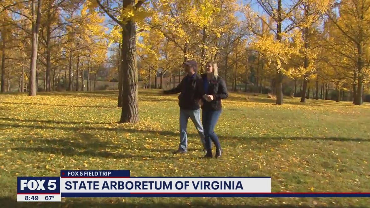 Fall Foliage: Shenandoah Valley | Golden Gingko Grove